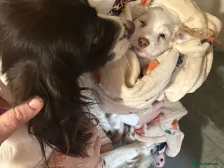 Sprocker dogs Buttons - Advert 10