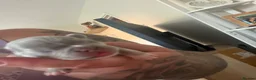 French Bulldog dogs for sale: Beautiful French Bulldog Puppies  in Deal - Advert 26