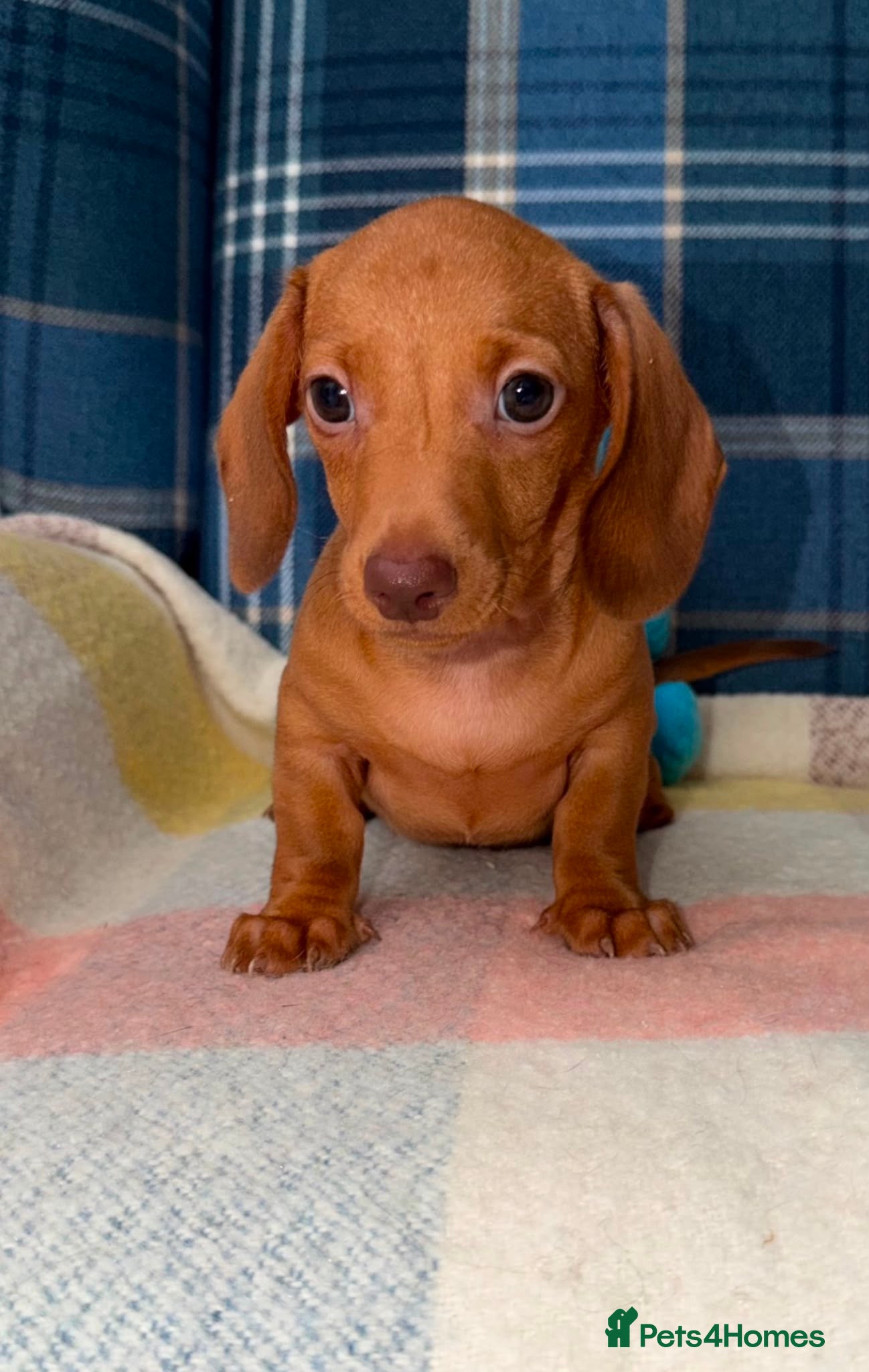 Miniature Dachshund dogs One Chocolate Based Red Boy Left - Advert 1