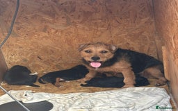 Patterdale Terrier dogs for sale: ❤️❤️Rosie & bobs litter ❤️❤️ - Image 2