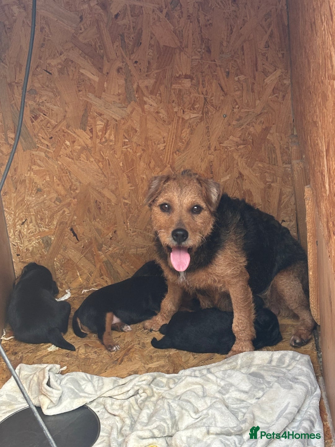 Patterdale Terrier dogs for sale: ❤️❤️Rosie & bobs litter ❤️❤️ - Image 2