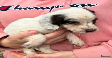 English Springer Spaniel dogs Springer spaniel puppies - Advert 7