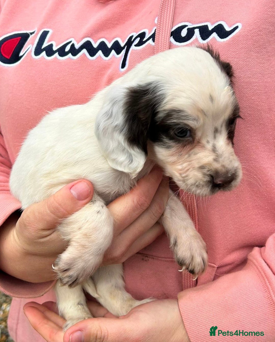 English Springer Spaniel dogs for sale: Springer spaniel puppies - Image 7