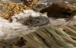 Hamster rodents for sale: Russian Dwarf Hamster Male 12 weeks - Image 8