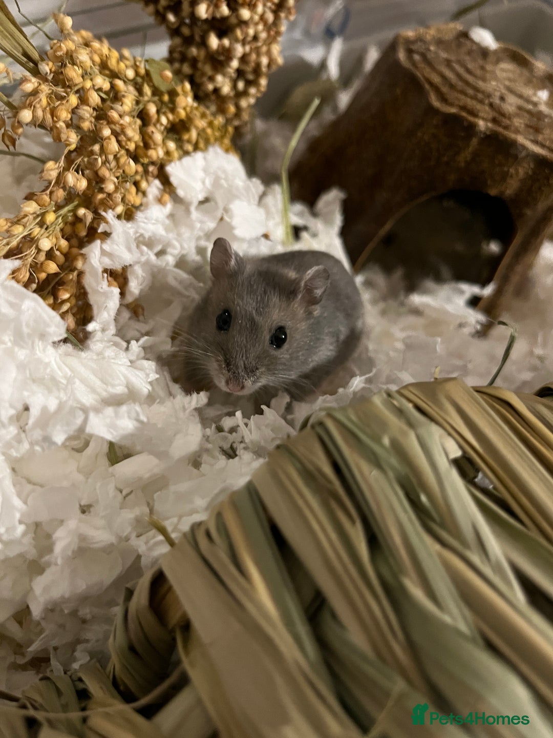 Hamster rodents for sale: Russian Dwarf Hamster Male 12 weeks - Image 8