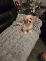 Maltipoo dogs - Advert 8