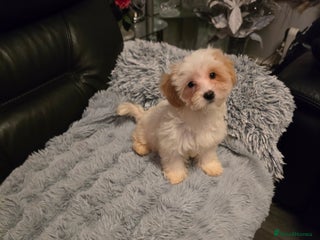 Maltipoo dogs - Advert 14