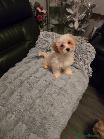 Maltipoo dogs - Advert 3