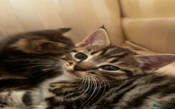 Mixed Breed cats for sale: Cute Scottish Straight mixed breed kittens, ready  - Image 10