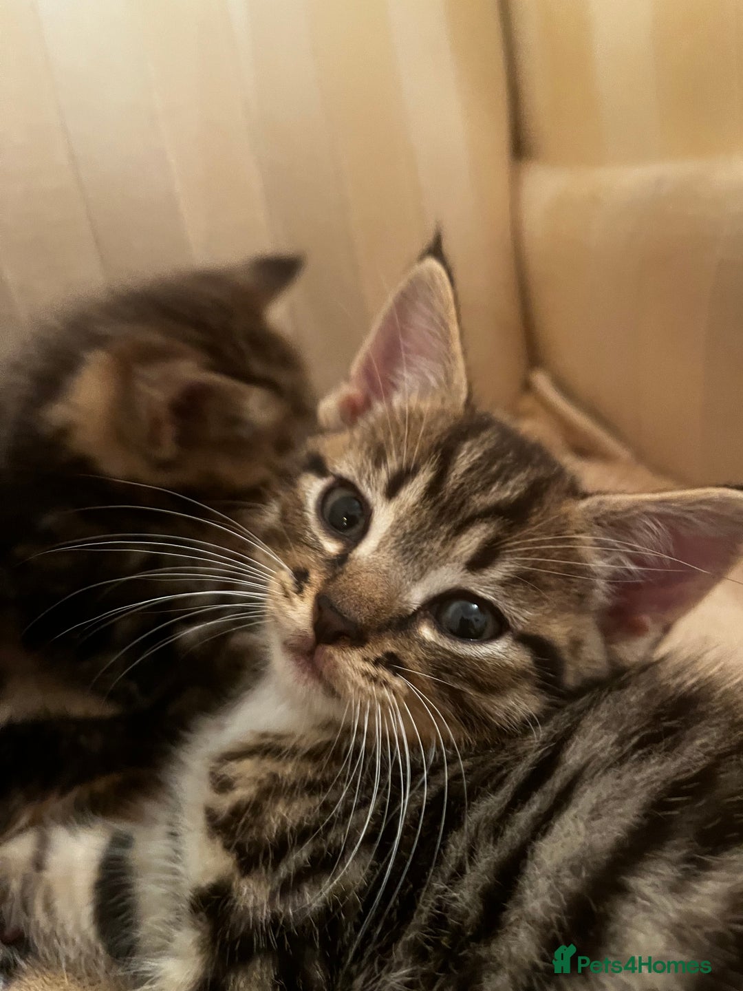 Mixed Breed cats for sale: Cute Scottish Straight mixed breed kittens, ready  - Image 10