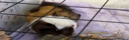 Guinea Pig rodents for sale: 2 female guinea pigs - 19 months - INDOOR ONLY - Advert 3
