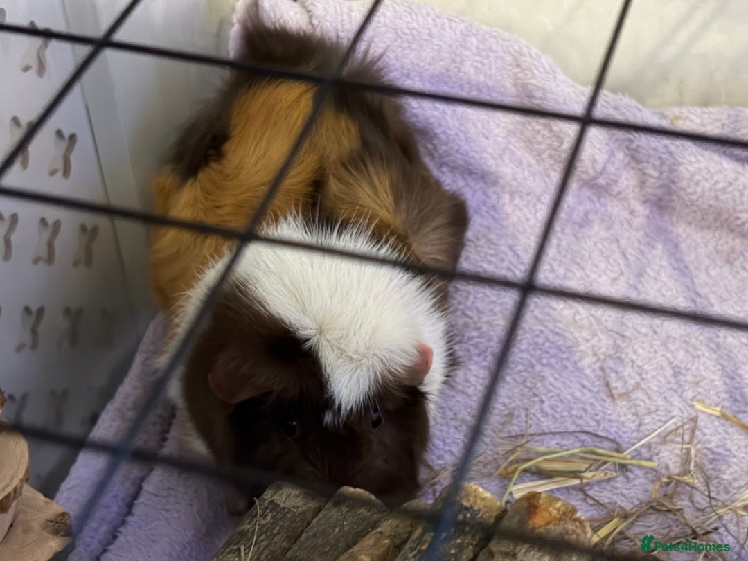 Guinea Pig rodents for sale: 2 female guinea pigs - 19 months - INDOOR ONLY - Advert 3