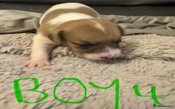 Jack Russell dogs for sale: 8 beautiful Jack Russell puppies 5 boys 3 girls - Image 8