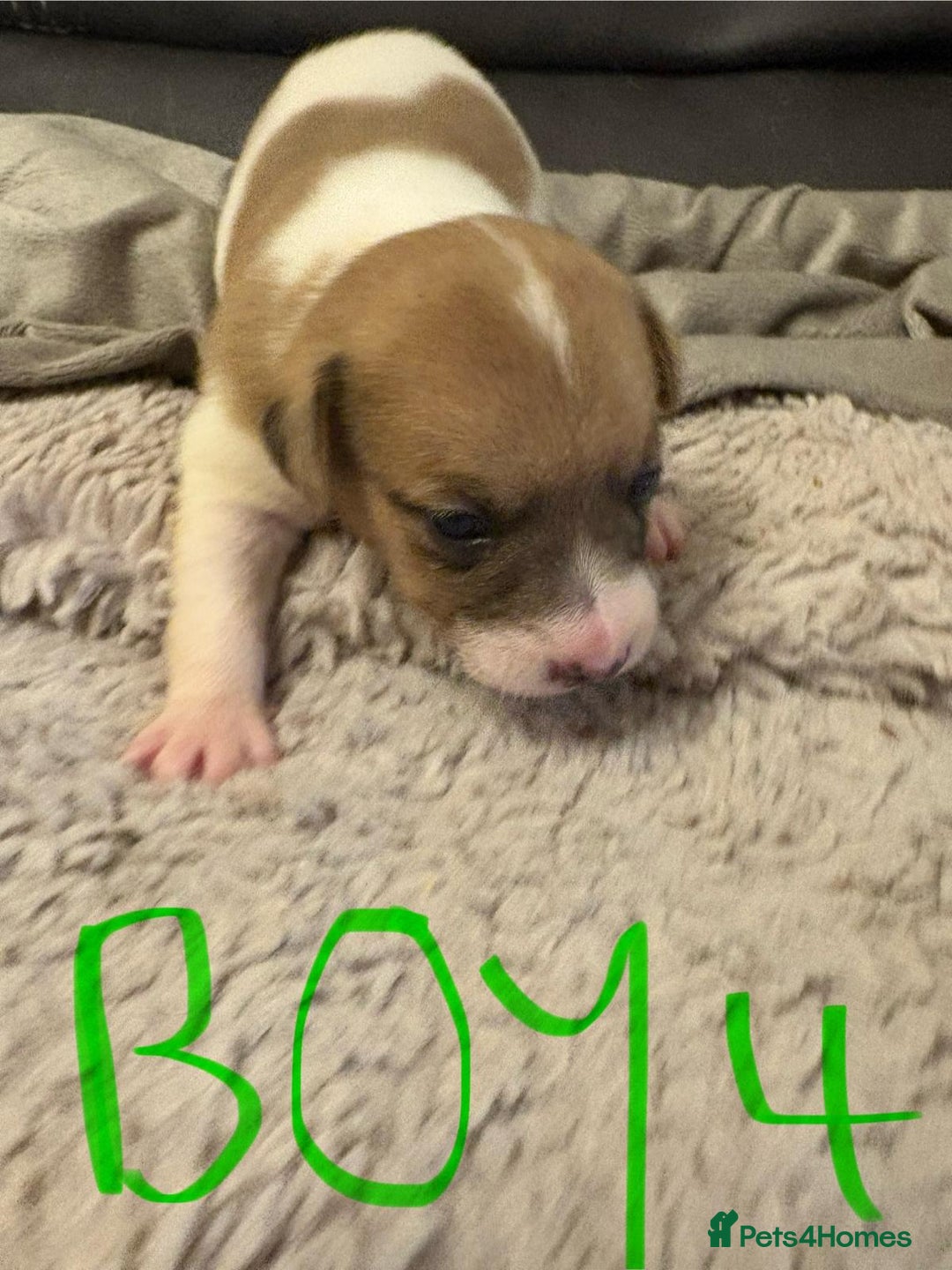 Jack Russell dogs for sale: 8 beautiful Jack Russell puppies 5 boys 3 girls - Image 8