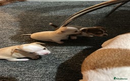 Chihuahua dogs for sale: Puppy  - Image 20