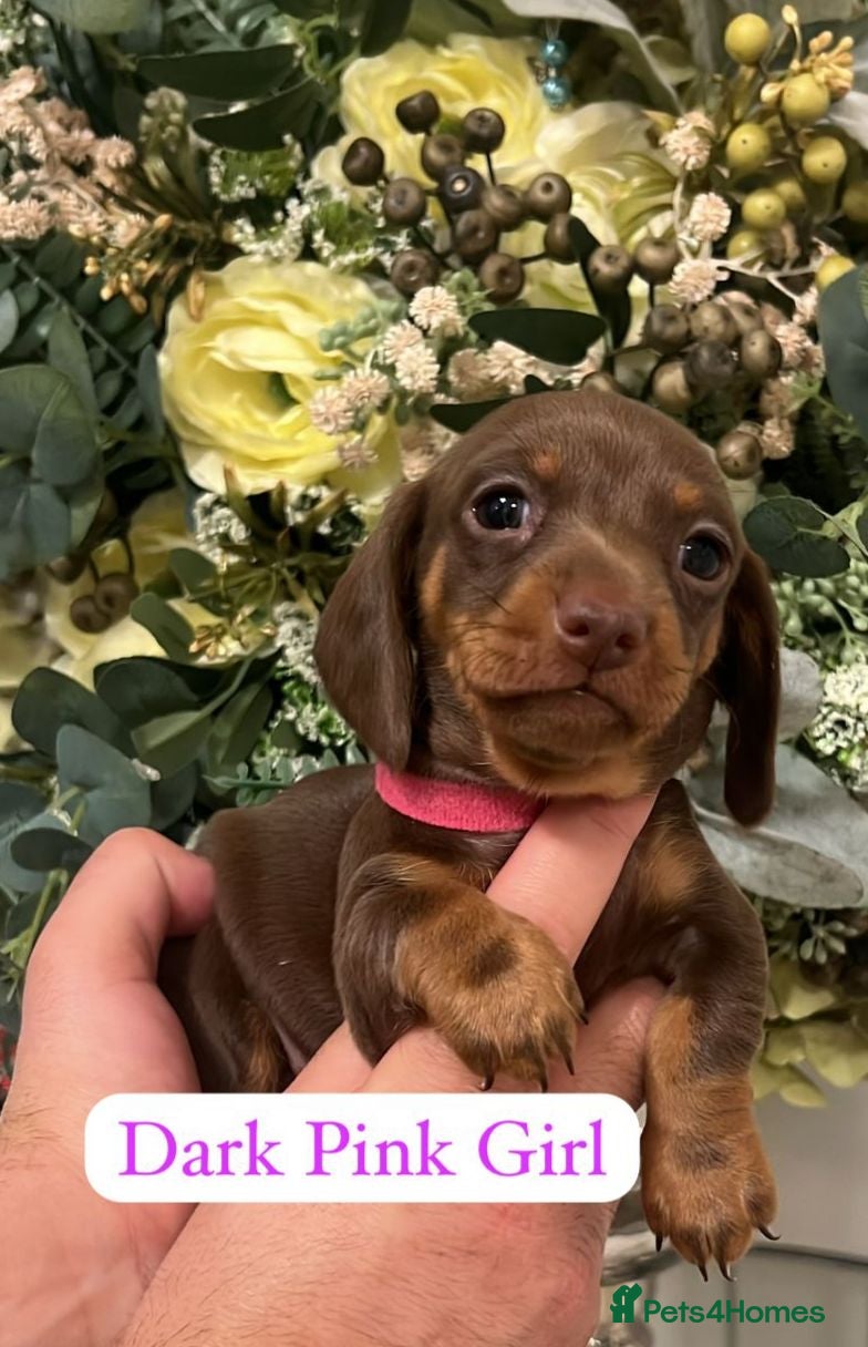 Miniature Dachshund dogs Ready now miniature dachshund puppies - Advert 6