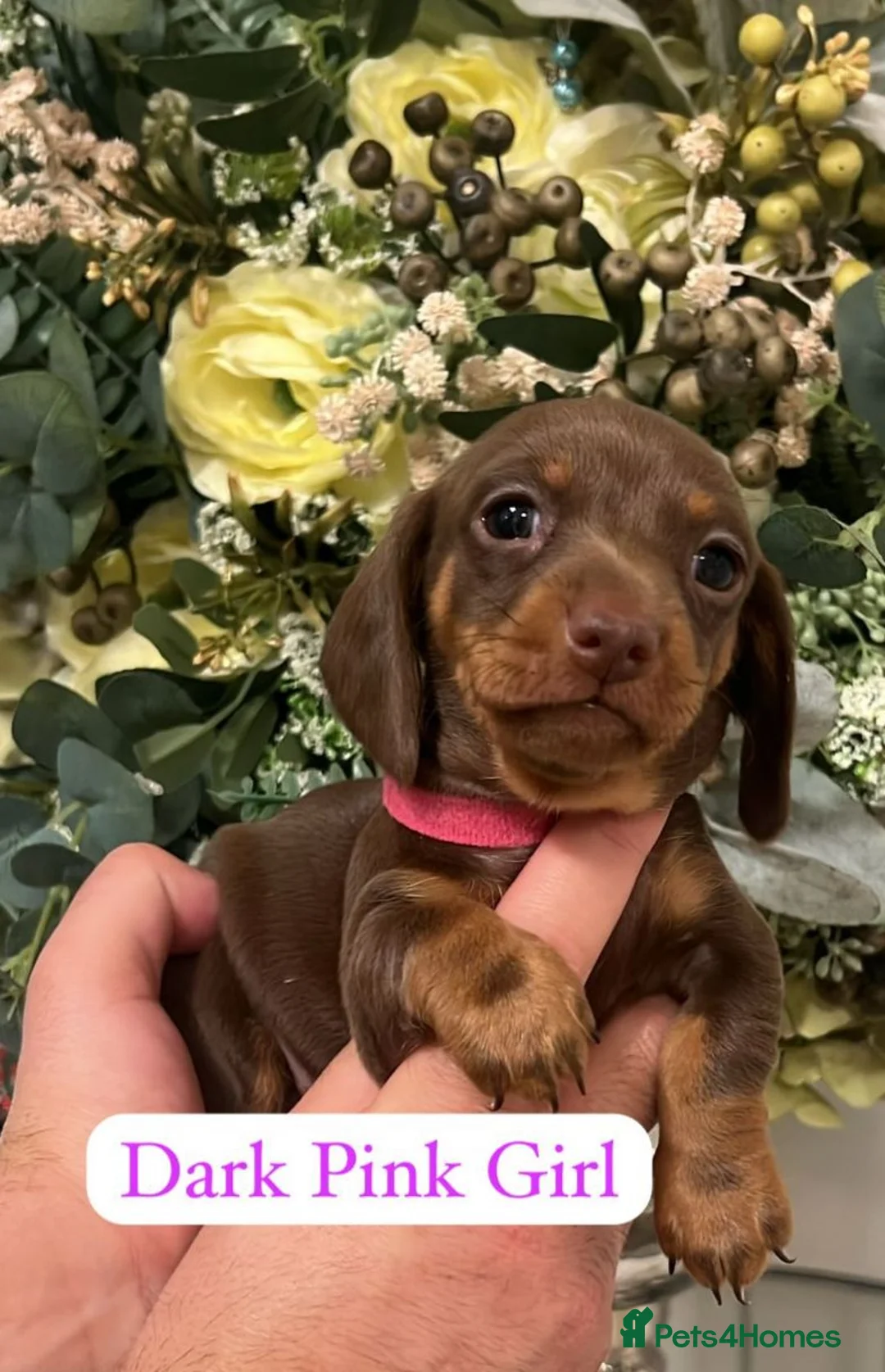 Miniature Dachshund dogs for sale: Ready now miniature dachshund puppies - Advert 1