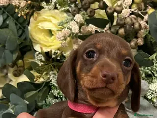 Miniature Dachshund dogs Ready now miniature dachshund puppies - Advert 6