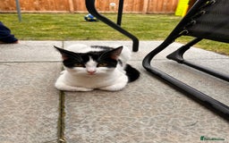 British Shorthair cats for sale: 2 kittens for rehome - Image 4