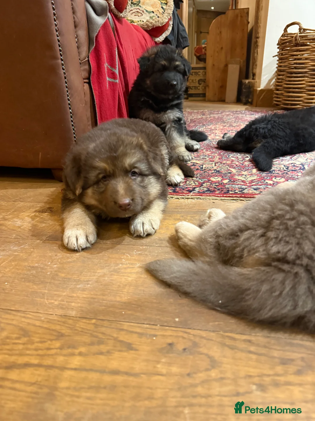 German Shepherd dogs for sale: KC reg health tested parents  - Advert 10