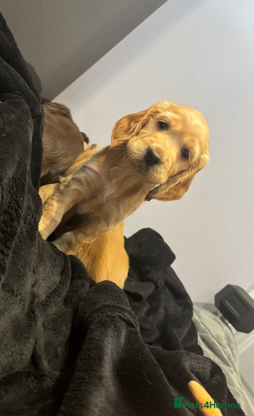 Cocker Spaniel dogs for sale: Cocker spaniel puppies  - Advert 3