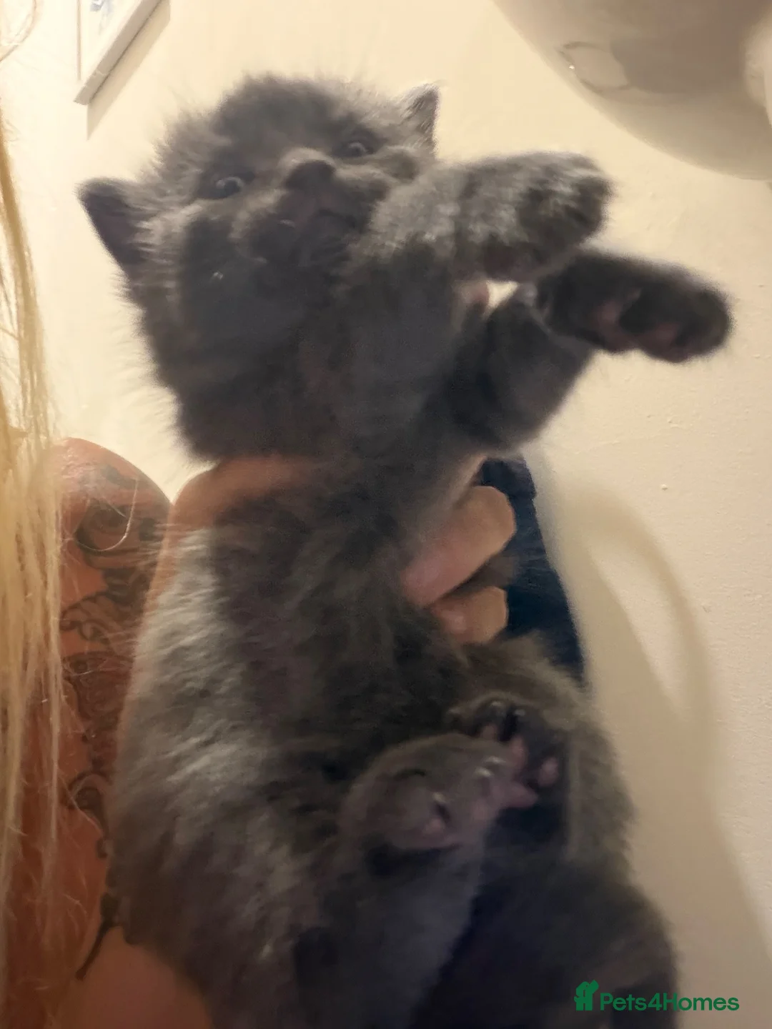 Mixed Breed cats for sale: Absolutley gorgeous fluffy chunky grey little girl - Advert 3