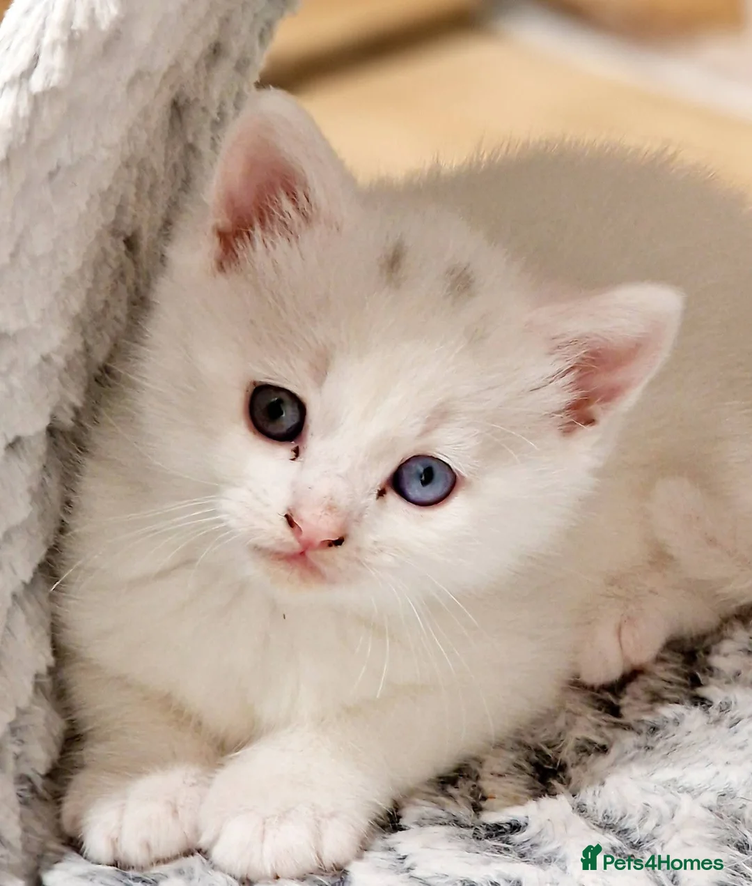 Mixed Breed cats for sale: Lovely white kitten (Male) - Advert 2