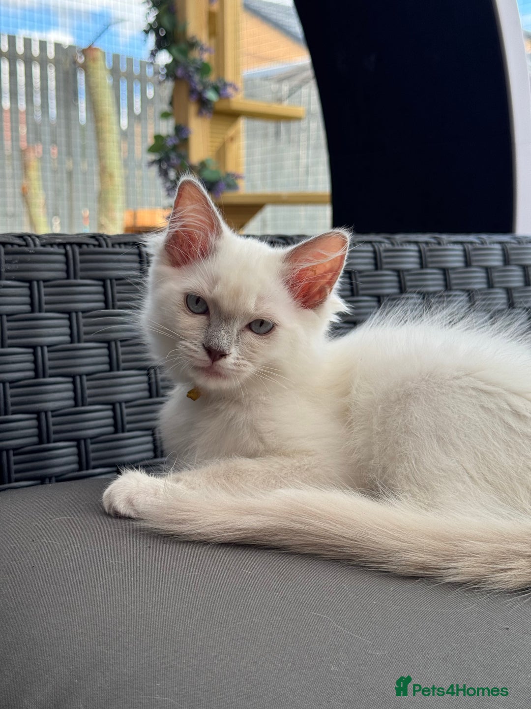 Ragdoll cats for sale: GCCF Lilac Ragdoll Kitten 1 remaining - Reduced in Bishop Auckland - Image 5