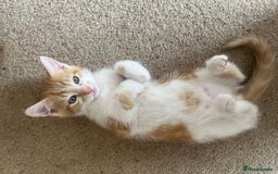 Mixed Breed cats for sale: Lovely friendly kittens - Image 4