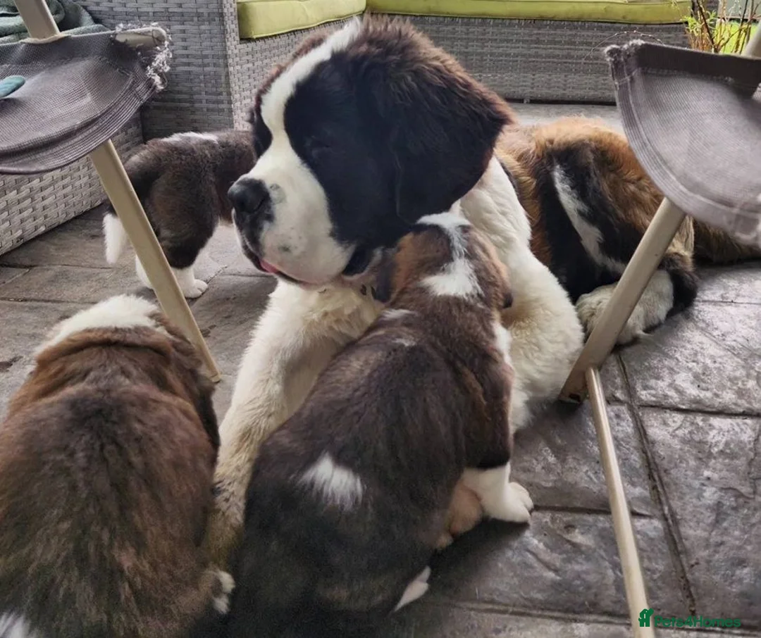 Saint Bernard dogs for sale: Beautiful Saint Bernard puppies ready for sale - Advert 5
