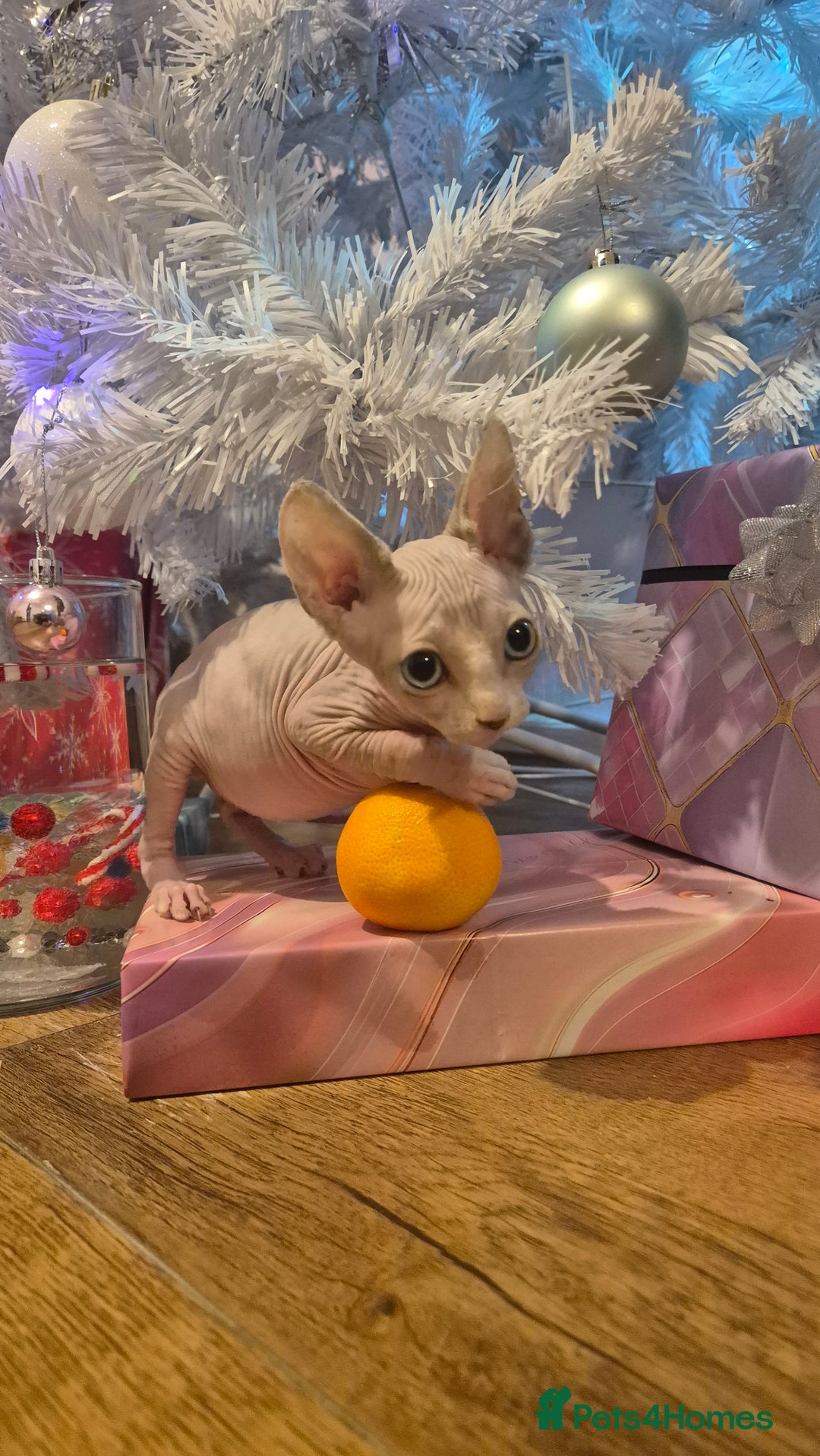 Sphynx cats for sale: Exclusive Sphynx Kittens Looking for Forever Homes - Advert 5