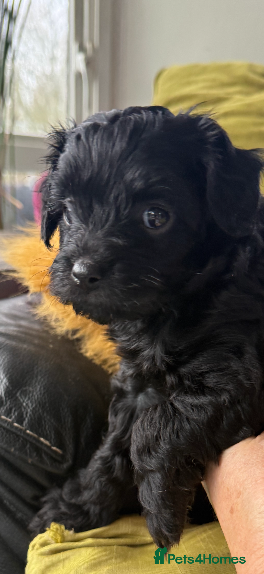 Jackapoo dogs for sale: Jackapoo  - Advert 3