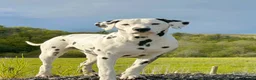 Dalmatian dogs for stud: CRUFTS QUALIFIED FOR LIFE HEALTH TESTED in Aberdare - Advert 3