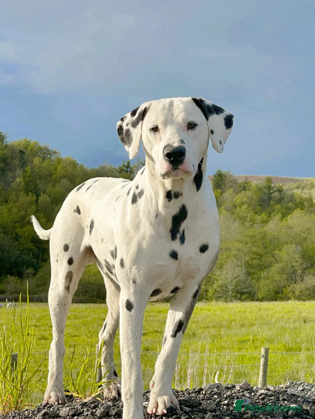 Dalmatian dogs for stud: CRUFTS QUALIFIED FOR LIFE HEALTH TESTED in Aberdare - Advert 3