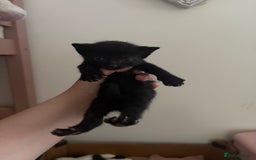 Domestic Shorthair cats for sale: 5 kittens for sale  in Morpeth - Image 3
