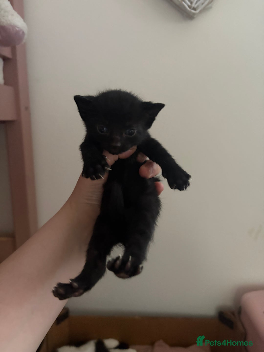 Domestic Shorthair cats for sale: 5 kittens for sale  in Morpeth - Image 3