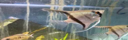 Angelfish fish for sale: Angelfish  - Advert 9