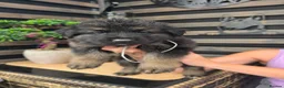 German Shepherd dogs for sale: Big chunky German Shepherd puppies  - Advert 5
