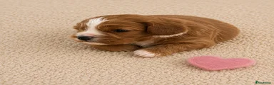 Cavapoo Puppy 8