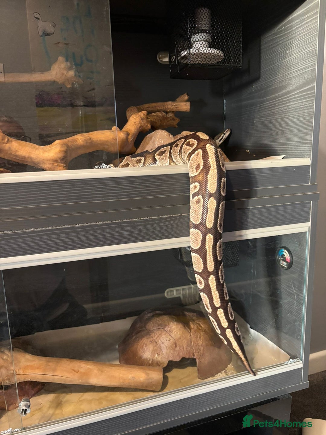 Python Snake reptiles for sale: Royal Python Pair +Full setups  - Image 5