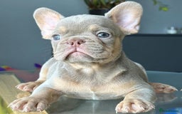 French Bulldog dogs for sale: Family Raised French Bulldog Puppies- Vet Approved - Image 5