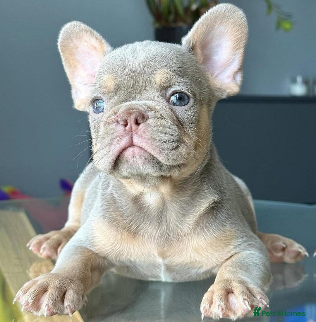 French Bulldog dogs for sale: Family Raised French Bulldog Puppies- Vet Approved - Image 5