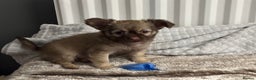 Chihuahua dogs for sale: Ready to leave now 3 beautiful chihuahua puppies - Advert 8