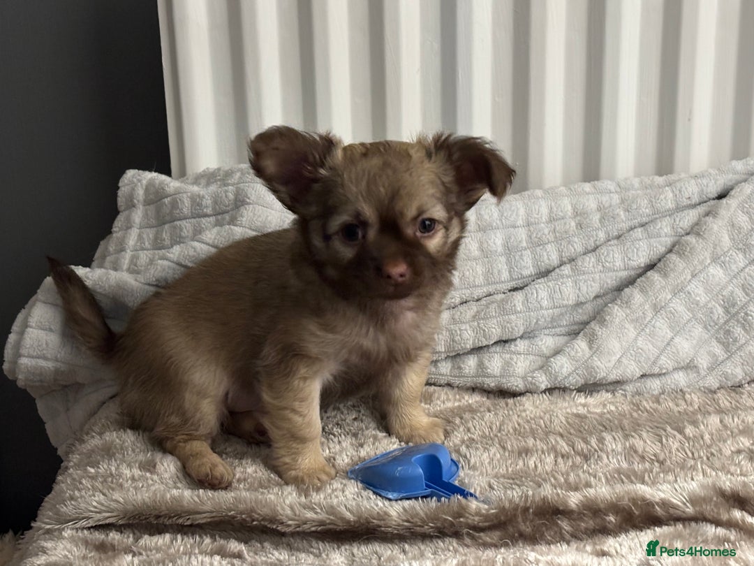 Chihuahua dogs for sale: Ready to leave now 3 beautiful chihuahua puppies - Advert 8