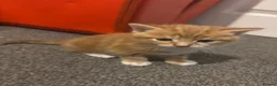 Mixed Breed cats for sale: Kittens for sale to good homes  - Advert 13