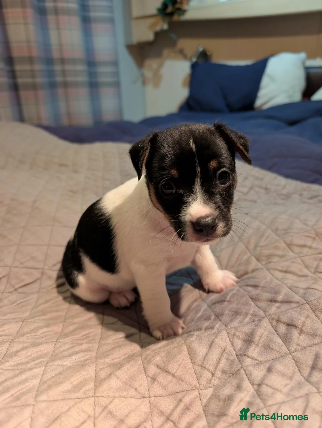Jack Russell dogs for sale: Jack Russell girl  in Wickford - Advert 2