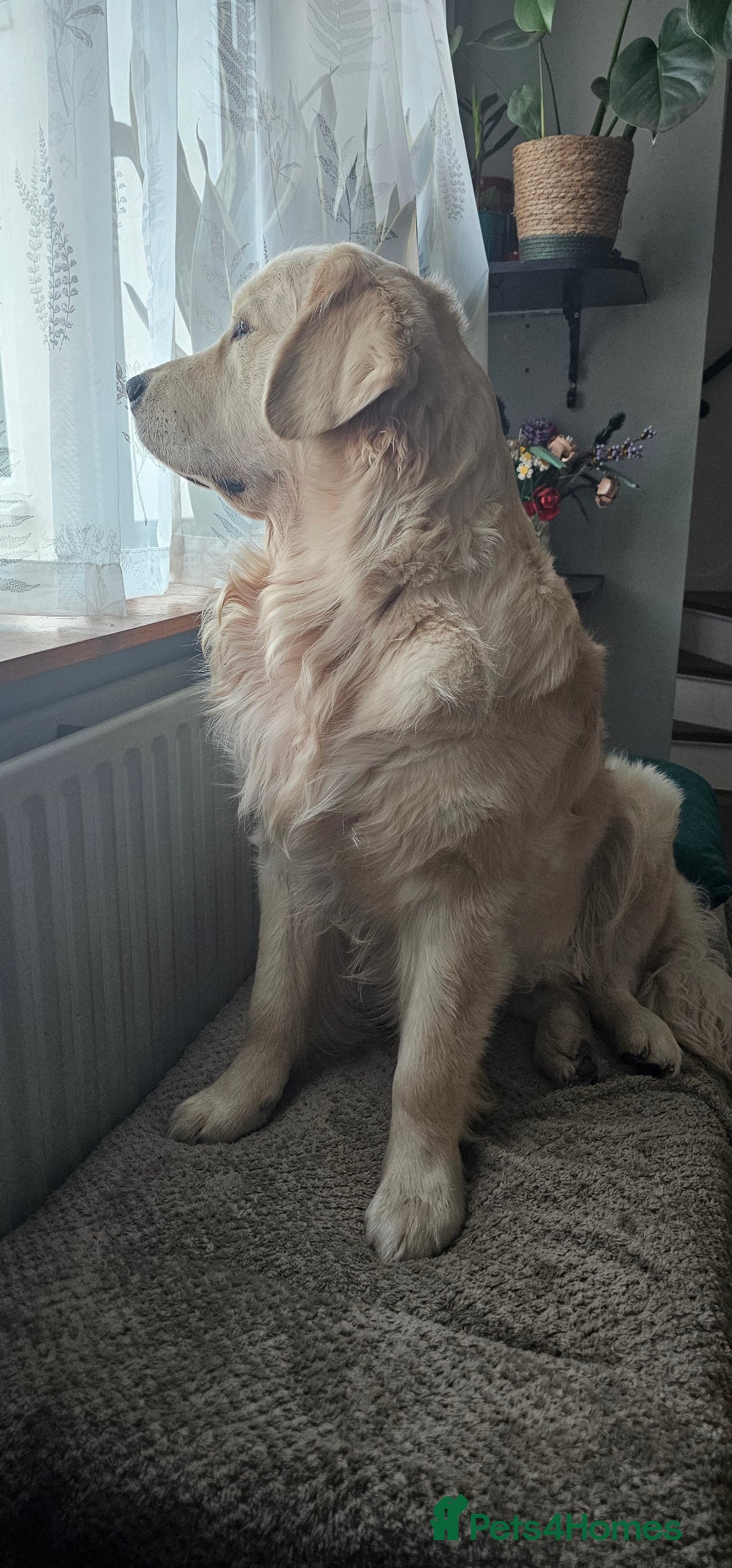 Golden Retriever dogs for stud: KC Golden Retriever for Stud in Harlow - Image 5