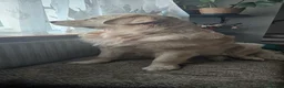 Golden Retriever dogs for stud: KC Golden Retriever for Stud - Advert 15
