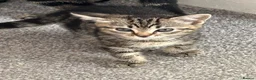 Mixed Breed cats for sale: Kittens - Advert 4