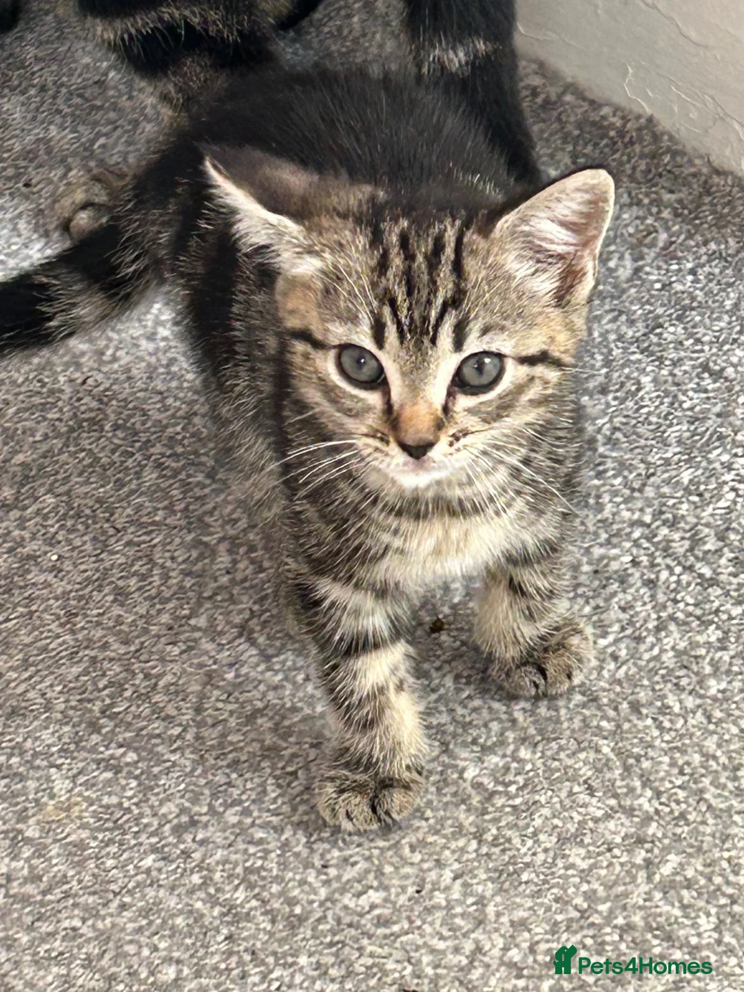 Mixed Breed cats for sale: Kittens - Advert 4